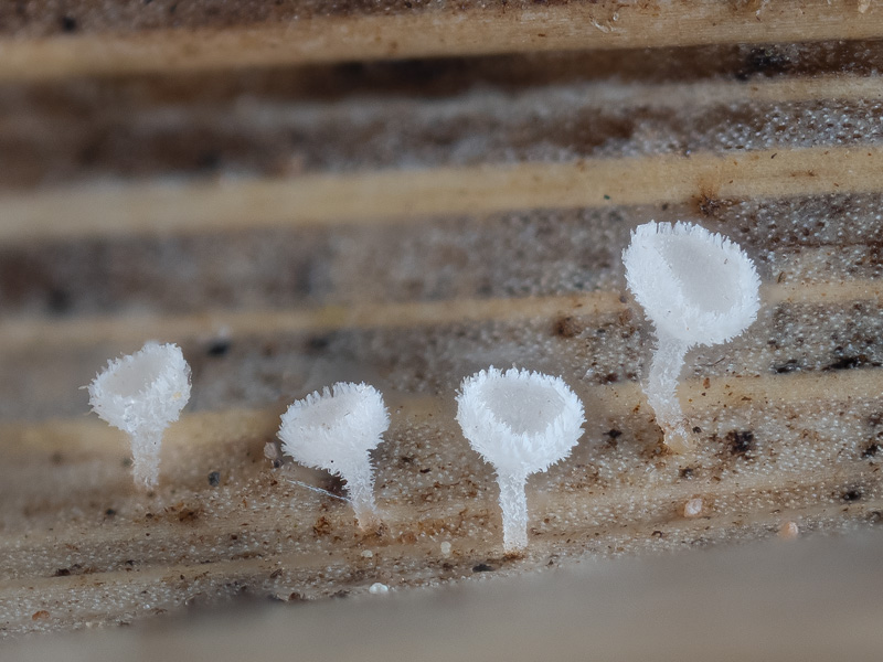 Lachnum longipilosum